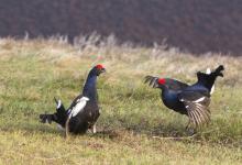 Pair Black Grouse Fighting DM1032