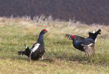 Pair Black Grouse Fighting DM1032