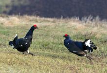 Pair Black Grouse Fighting DM1033