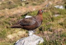 Red Grouse   DM1603