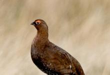 Red Grouse  1