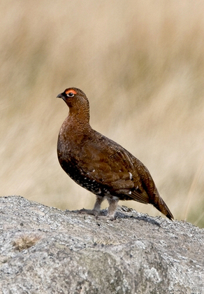 Red Grouse  1