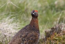 Red Grouse  DM0551