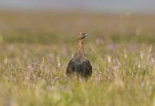 Red Grouse 12