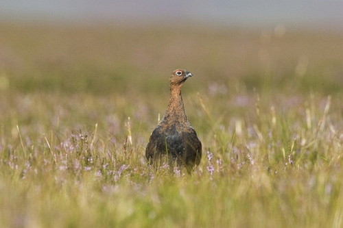 Red Grouse 12
