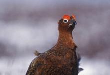 Red Grouse DM0478