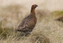 Red Grouse  3