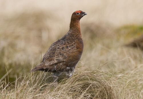 Red Grouse  3