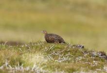 Red Grouse 4