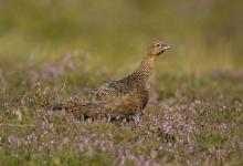 Red Grouse 6