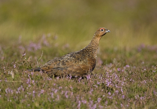 Red Grouse 6