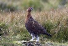 Red Grouse 7