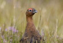 Red Grouse 8