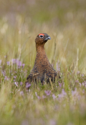Red Grouse 8