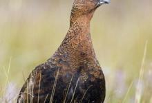 Red Grouse 9