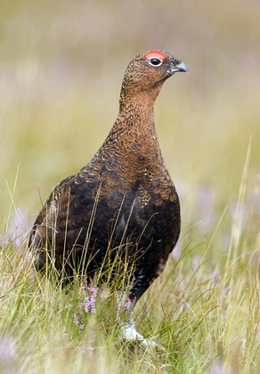 Red Grouse 9