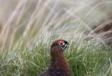 Red Grouse DM0556