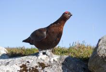 Red Grouse DM1604