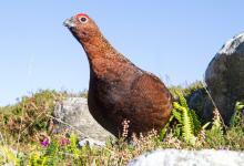 Red Grouse DM1605