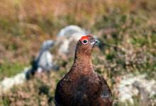 Red Grouse DM1606