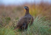 Red Grouse DM1614