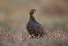 Red Grouse DM1615