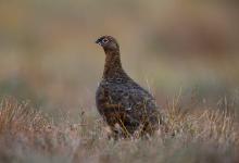 Red Grouse DM1616