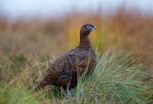 Red Grouse DM1617