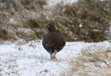 Red Grouse DM1627