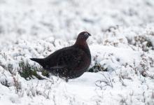 Red Grouse DM1628