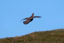 Red Grouse Display Fligh DM1618