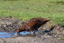 Red Grouse Drinking DM1619