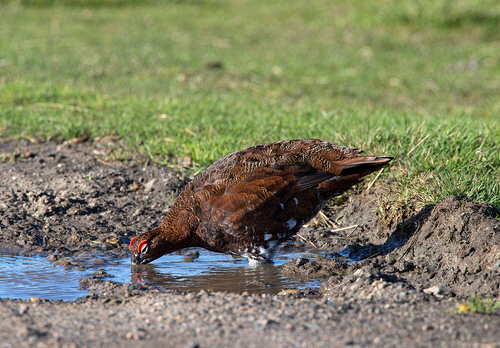 Red Grouse Drinking DM1619
