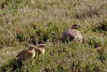 Red Grouse and Chicks