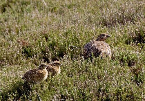 Red Grouse and Chicks