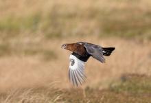 Red Grouse in Flight DM1620