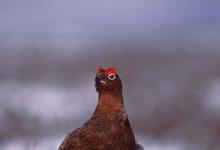 Red Grouse in the Snow