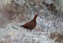 Red Grouse in the Snow