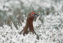 Red Grouse in the Snow