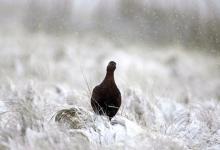 Red Grouse in the Snow