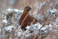 Red Grouse in the Snow