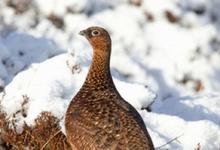 Red Grouse in the Snow