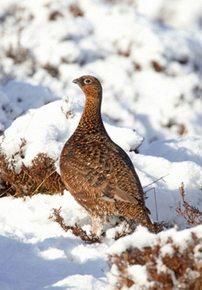 Red Grouse in the Snow