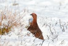 Red Grouse in the Snow