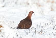 Red Grouse in the Snow