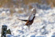 Red Grouse in the Snow