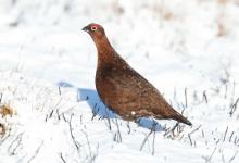 Red Grouse in the Snow