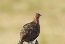 Red Grouse on Fence