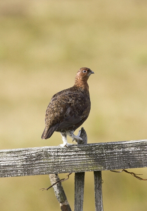 Red Grouse on Fence