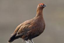 Red Grouse on a Post